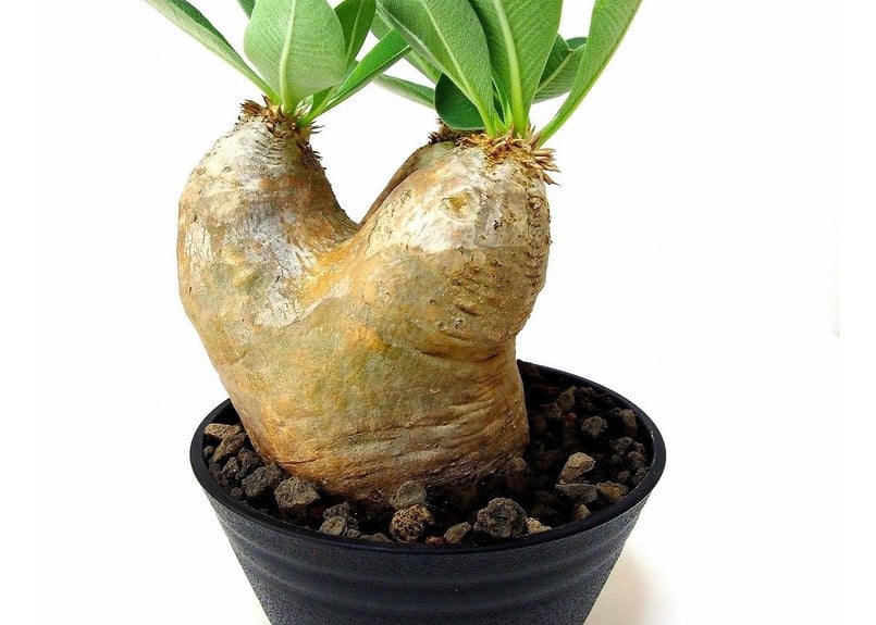 Pachypodium eburneum パキポディウム エブレネウム №2 | mana'