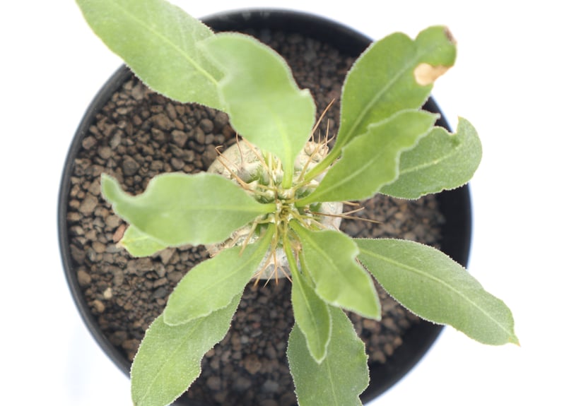 パキポディウム ナマクアナム 光堂 no.1 | mana's farm:塊根植物