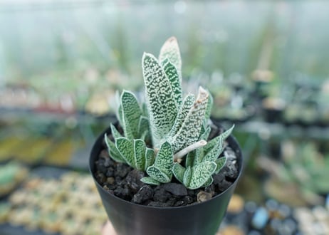ガステリア　白星殿　Gasteria “Hakuseiden”