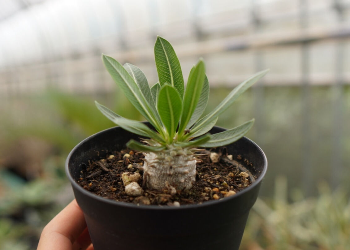 パキポディウム　恵比寿大黒　塊根植物 塊根植物】パキポディウム・恵比寿大黒｜観葉植物 – hanna