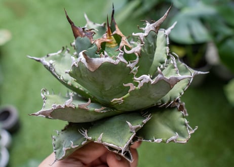 Agave titanota Solar eclipse 夕映嚴龍  NO.3