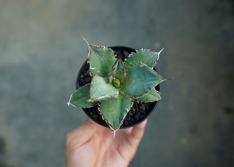 アガベ　チタノタ　FO-76　Agave titanota  FO-76　No.3