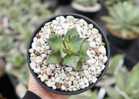 Agave titanota hades No.2