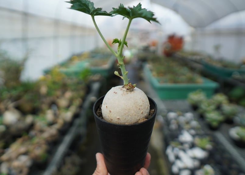 ヤトロファ 錦珊瑚 Jatropha cathartica | mana's farm:塊根植