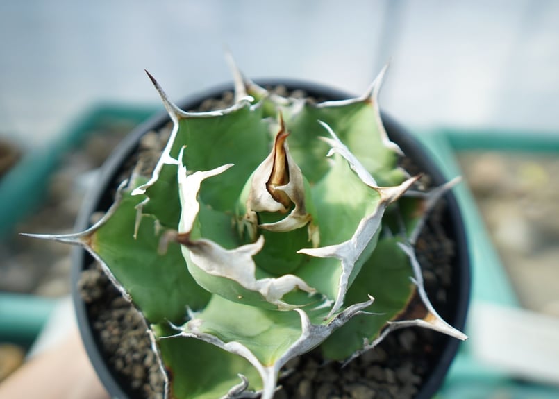 アガベ チタノタ 獅子光 agave titanota lion light | mana's