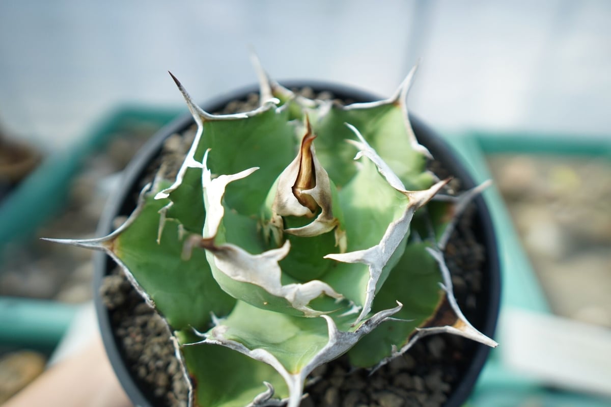 r*w様 アガベ スーパーチタノタ カクタスグリーンNo.101 子株 r*w様 アガベ スーパーチタノタ カクタスグリーンNo.101 子株