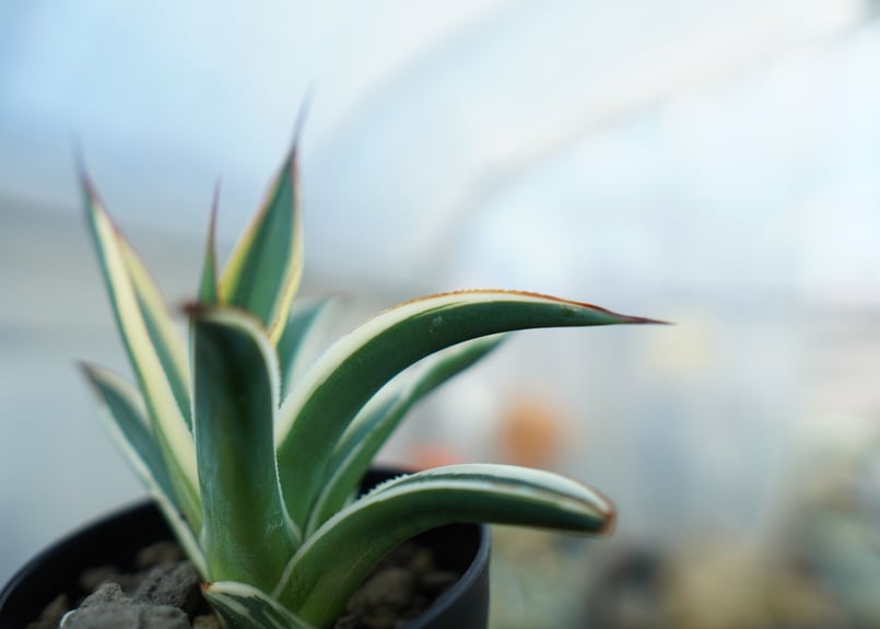 アガベ ブルーグロー錦 Agave Blue Glow | mana's farm:塊根植物