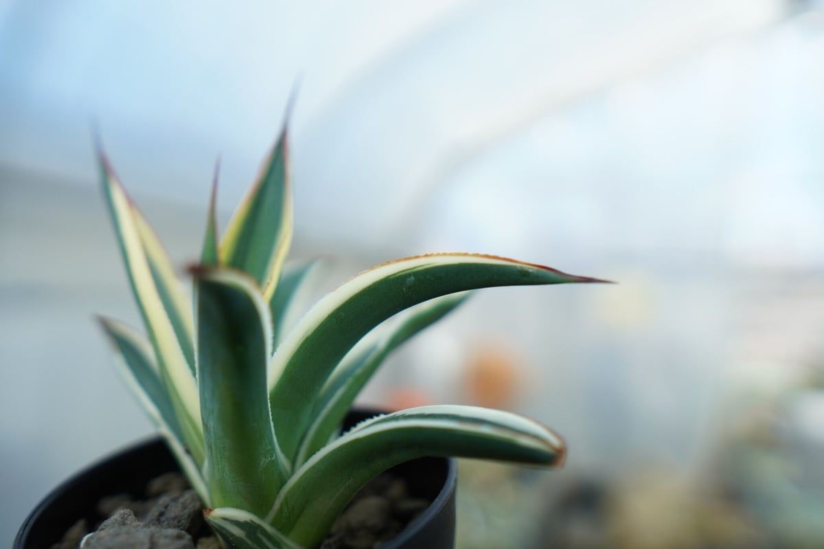 アガベ ブルーグロー錦 Agave Blue Glow | mana's farm:塊根植物