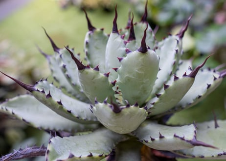 Agave macroacantha x Potatorum　大　超短葉
