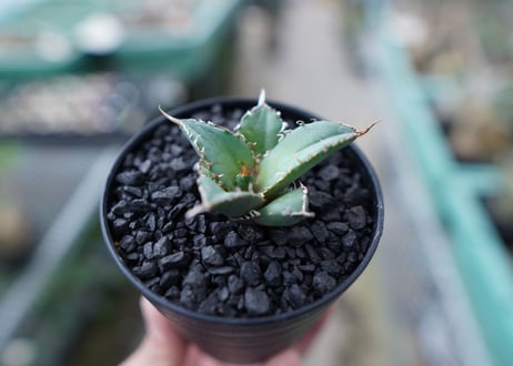 アガベ　チタノタ　FO-76　Agave titanota  FO-76　No.25