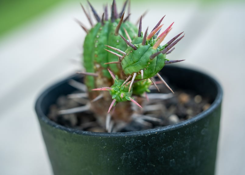 ユーフォルビア　フェロックス　大型株 ユーフォルビア：フェロックス 3号鉢植え の通販 | 園芸ネット