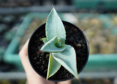 アガベ　ドラゴントゥース　Agave dragontoes　A14