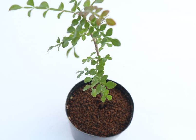 専用　実生　オペルクリカリア　デカリー オペルクリカリア デカリー（実生） | hanayoshi-botanical