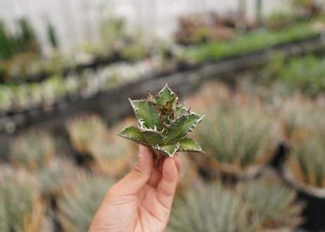 agave titanota　レッドキャットウィーズル　№3