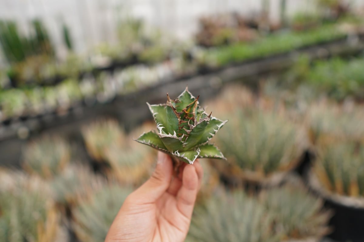 agave titanota レッドキャットウィーズル №3 | mana's farm:塊根