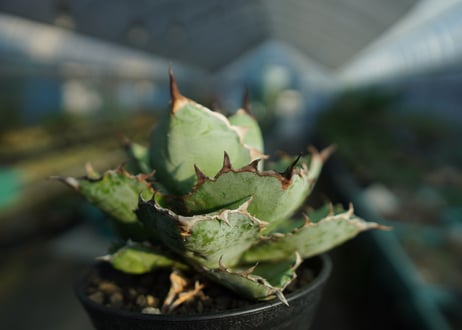 アガベ　チタノタ　 ブラックアンドブルー 　Agave titanota black and blue　No.1
