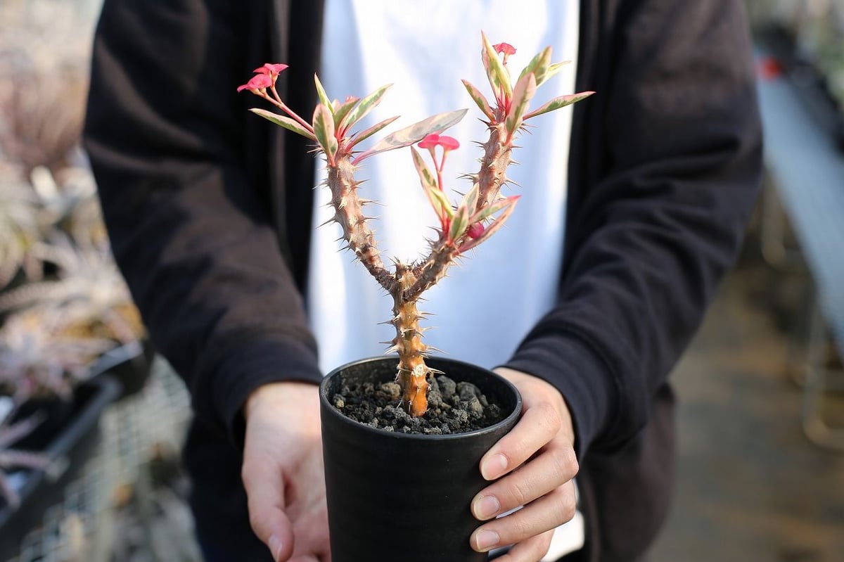 ハナキリン　斑入り ユーフォルビア ハナキリン斑入り | mana's farm:塊根植物・アガベ