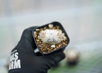 エンセファラルトス トリスピノーサス 極美株 限定1株 | mana's farm