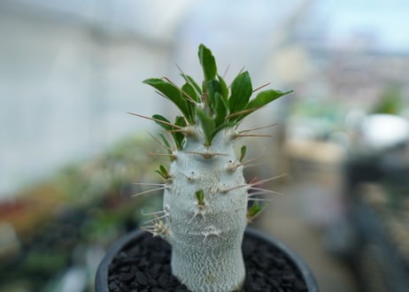 パキポディウム　サンデルシー　Pachypodeium saundersii  No.8