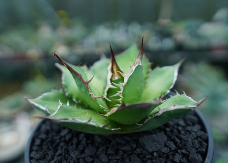 アガベ　チタノタ　Agave titanota　No.10