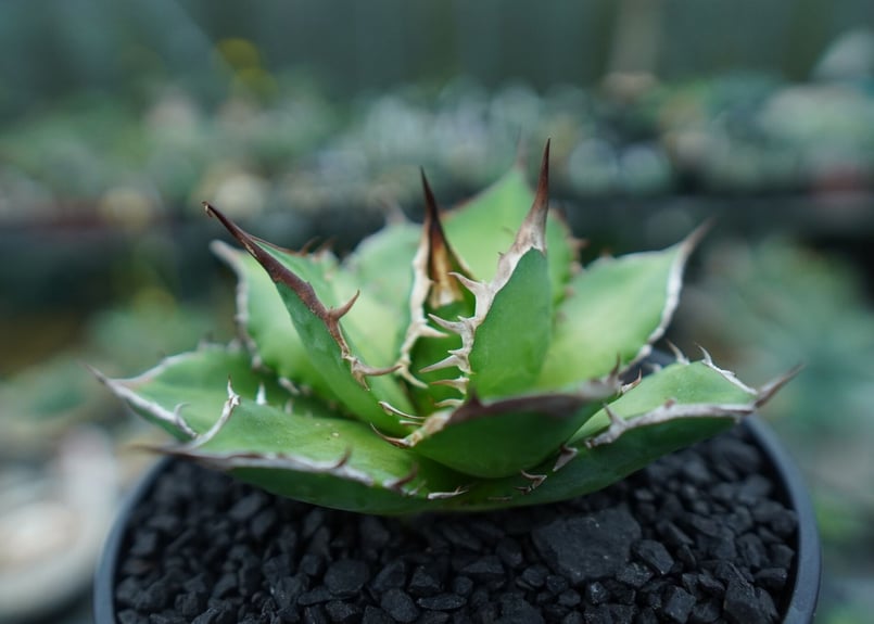CACTUS GREEN アガベ　チタノタCG1 コレクション株 アガベ チタノタ 種類 | CACTUS GREENで厳選された美しいアガベを