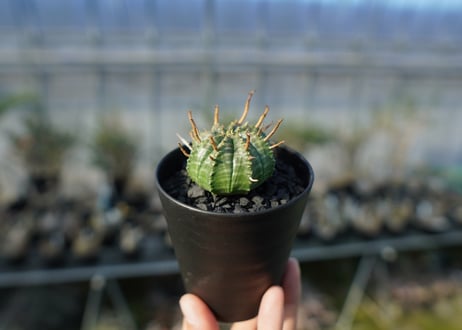 ユーフォルビア　スーパーバリダ　Euphorbia super valida  No.2