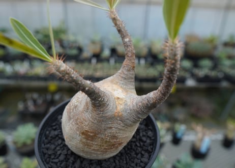 パキポディウム　グラキリス　 Pachypodium Gracilius  No.4
