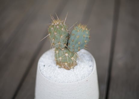 ミクエリオプンチア・ミクエリー Miqueliopuntia miquelii