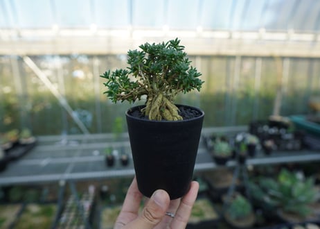 トリコディアデマ ステラツム　Trichodiadema stellatum  No.5