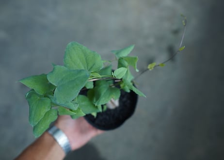 ディオスコレア　シルバティカ　Dioscorea sylvatica No.3
