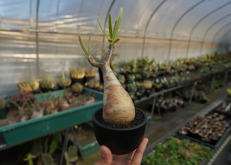 パキポディウム　グラキリス　 Pachypodium Gracilius  No.10