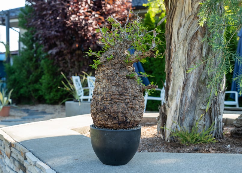 オペルクリカリア パキプス Operculicarya pachypus No.2 | man