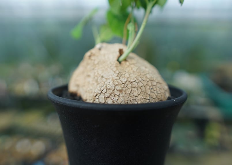 ステファニアエレクタ ステファニア・エレクタ（Stephania erecta）_250817B | MERAKI