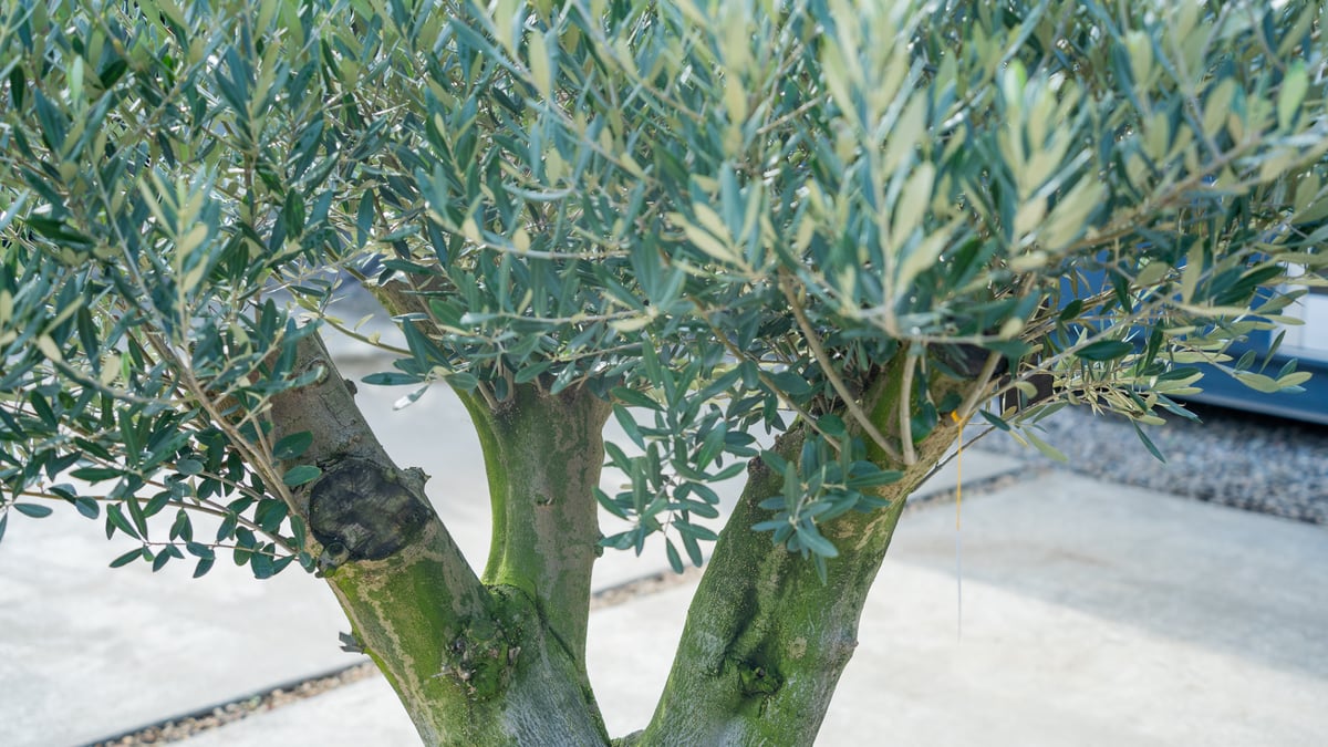 20年の時を重ねた一本】国産オリーブ | mana's farm:塊根植物・アガベ