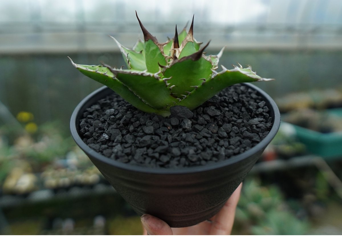 アガベ チタノタ Agave titanota No.9 | mana's farm:塊根植物