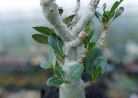アデニウム　Adenium　No.1
