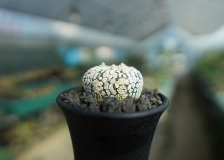 アストロフィツム　スーパー兜 Astrophytum asterias 'Super Kabuto'
