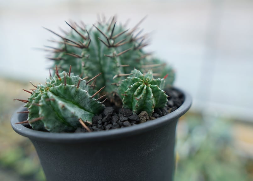 ユーフォルビア ホリダ Euphorbia horrida No.2 | mana's far