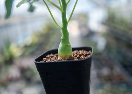 アデニア グラウカ  Adenia glauca　NO.5