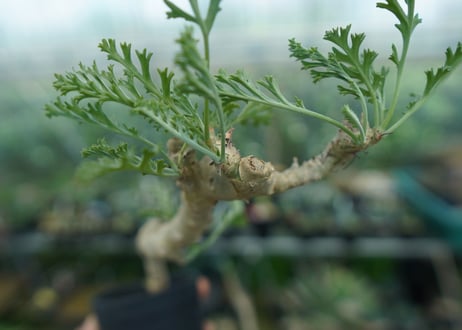ペラルゴニウム　カルノーサム　Pelargonium carnosum  No.2