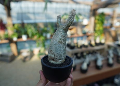 【未発根】パキポディウム　グラキリス　 Pachypodium Gracilius  No.8