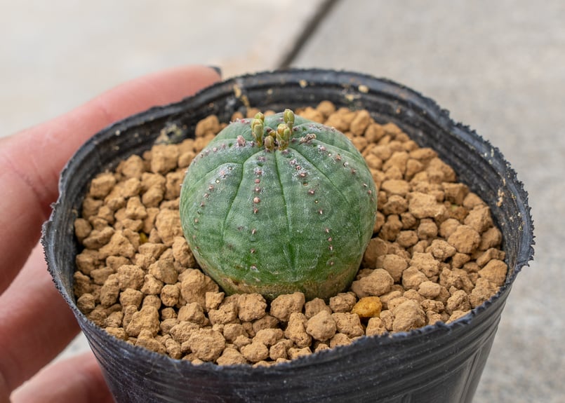 ユーフォルビア オベサ（オス） オスとメスの見分け方⁉ユーフォルビア・オベサ ｜オベサの実生