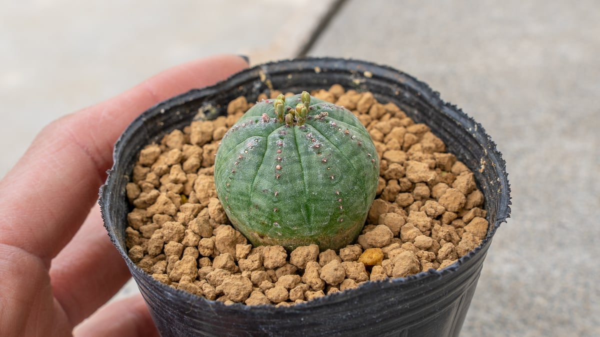 ⭐︎専用中⭐︎ユーフォルビア　オベサ　オス株♂ プレステラ120深鉢 ユーフォルビア オベサ オス株♂ プレステラ120深鉢 ⭐︎専用中