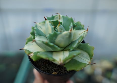 アガベ　王妃雷神錦　白中斑　Agave　“Ohi Raijin Nishiki Shironakahu”　No.1