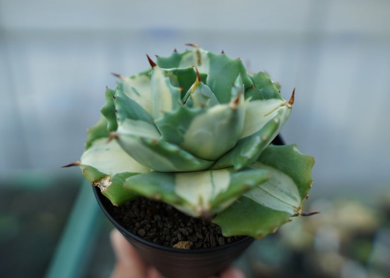 アガベ 王妃雷神錦 白中斑 Agave “Ohi Raijin Nishiki Shirona