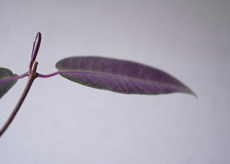 Petopentia natalensis
