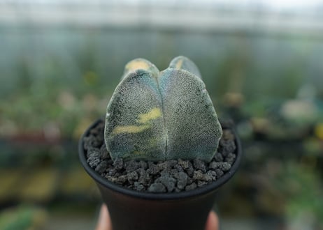 鸞鳳玉　斑入り　Astrophytum myriostigma