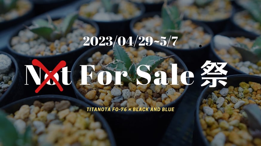 For Sale祭】アガベ小苗の選び方 | mana's farm:塊根植物