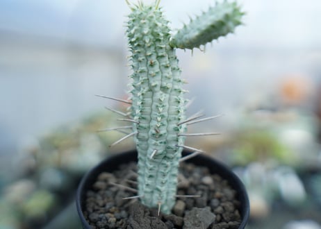 ユーフォルビア　ミルクトロン　Euphorbia mammillaris cv. variegat　No.2