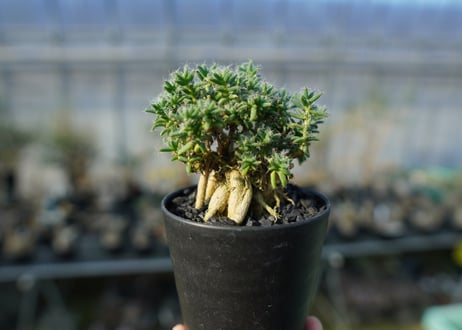 トリコディアデマ ステラツム　Trichodiadema stellatum  No.2